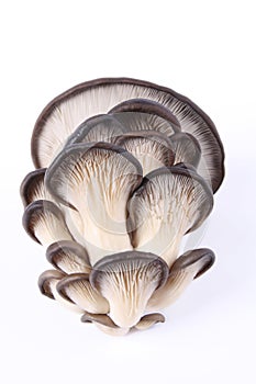 Edible fungi mushroom