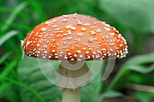 Edible fungi which grows in the wood. Autumn wood. Crop of mushrooms.m Beautiful red fly agari. Beautiful red fly agaric