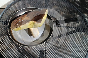 Edible fungus Butyriboletus regius