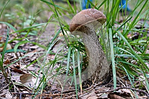 Edible fungus red-capped scaber stalk growing in moss