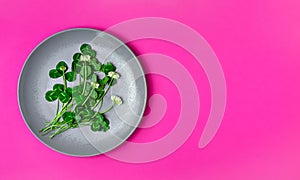 Edible garden flowers clover for spring salad on a gray plate. Bright pink background with copy space, flat lay. Healthy food,