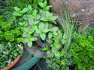 Edible green herbs