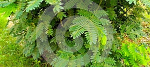 Edible green Moringa leaves background