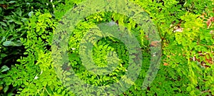 Edible green Moringa leaves background