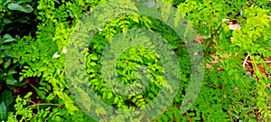 Edible green Moringa leaves background