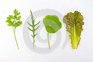 Edible greenery isolated on a white background. top view.