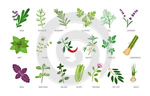 Edible herbs with names inscription set. Healthy botanical food ingredients and spices