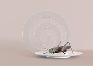 Edible insects. Crickets as snack, good source of protein. Copy space for text. Entomophagy, insectivory concept. Fried photo