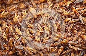 Edible insects - fried in oil crickets