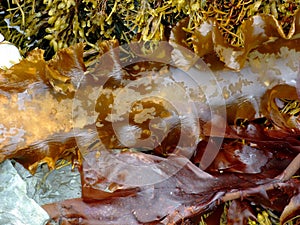 Edible kelp macro