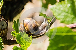 Edible land snail Latin: Helix pomatia