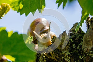 Edible land snail Latin: Helix pomatia