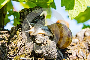 Edible land snail Latin: Helix pomatia