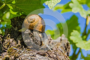 Edible land snail Latin: Helix pomatia