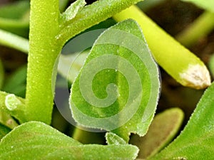 The edible leaf of the spinach or Spinacia oleracea, green, large, heart-shaped that grows spirally on the stems.