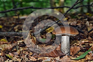 Edible leccinum scabrum mushroom