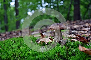 Edible leccinum scabrum mushroom