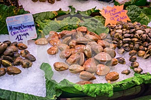 Edible marine mollusk Almeja Tarragona photo