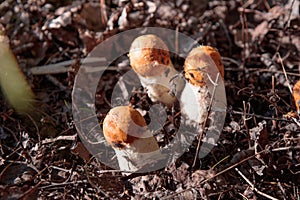 Edible mashrooms, fresh and natural orange-cap boletus in the autumn forest