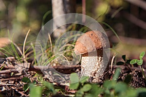 Edible mashrooms, fresh and natural orange-cap boletus in the autumn forest
