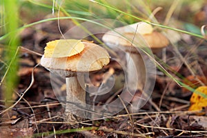 Edible mashrooms, fresh and natural rough boletus in the autumn forest