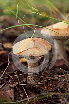 Edible mashrooms, fresh and natural rough boletus in the autumn forest