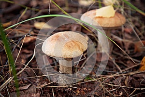 Edible mashrooms, fresh and natural rough boletus in the autumn forest