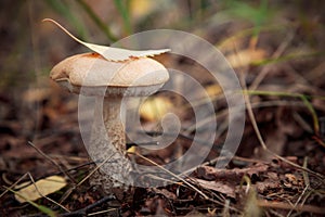 Edible mashrooms, fresh and natural rough boletus in the autumn forest