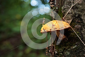 Edible mashrooms, fresh and natural rough boletus in the autumn forest