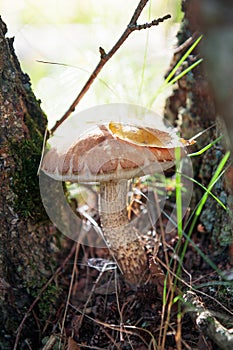 Edible mashrooms, fresh and natural rough boletus in the autumn forest