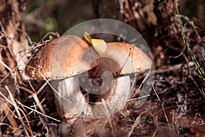 Edible mashrooms, fresh and natural rough boletus in the autumn forest