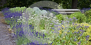 Edible and Medicinal garden with blooming lavender - old style sandstone architecture in the background