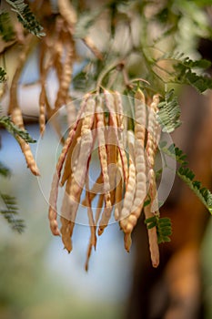 Edible Mesquite Beans on Tree in the Sonoran Desert