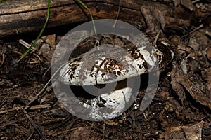 Edible Milk mushroom or milky cup Latin: Lactarius resimus grows in the forest from under leaf litter. Mushroom close up