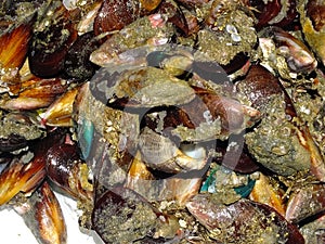 Edible molluscs from sea