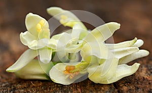 Edible moringa flower