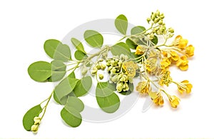 Edible moringa flower, cut out on white background