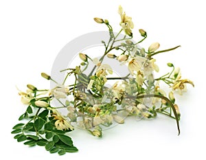 Edible moringa flower with green leaves