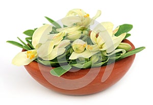 Edible moringa flower with leaves