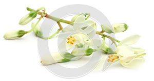 Edible moringa flower photo
