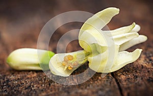 Edible moringa flower