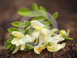 Edible moringa flowers with green leaves