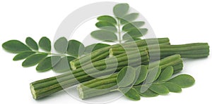 Edible moringa with fresh leaves