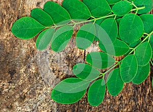 Edible moringa leaves