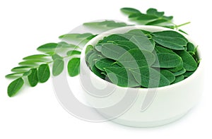 Edible moringa leaves