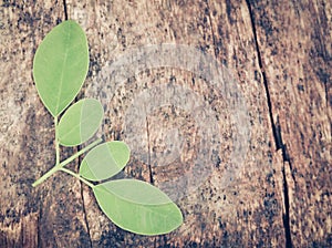 Edible moringa leaves