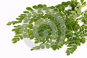 Edible moringa leaves or drumstick leaves
