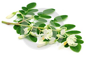 Edible moringa leaves with flower photo