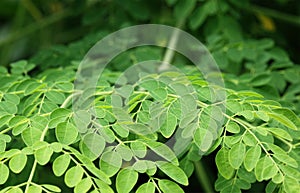 Edible moringa leaves photo