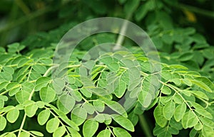 Edible moringa leaves